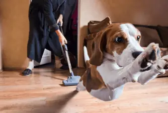 Top 3 Best Carpet Cleaners for Dog Owners