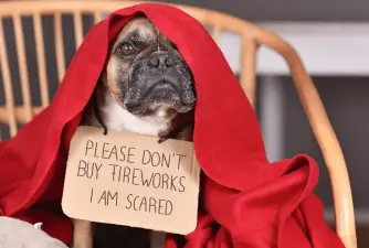 Why Are Dogs Scared Of Firecrackers & How To Help Them
