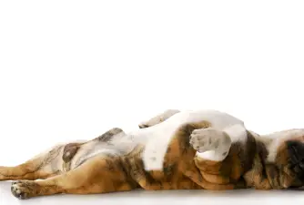 4 razloga zašto psi spavaju na leđima