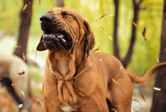Dog Sneezing Reasons