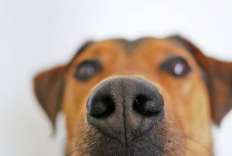 Why Do Dogs Smell Your Crotch & Should You Stop This Behavior?