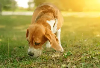 7 Reasons Why Dogs Sniff Everything