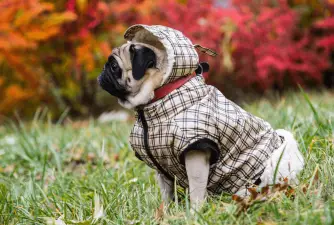 Best Dog Snowsuit for This Winter