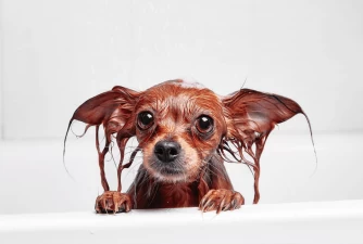 4 Reasons Why Dogs Hate Baths & 6 Tips How To Help Him