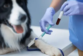 What Is Titer Test For Dogs?