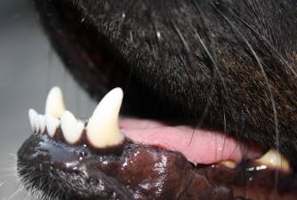 Do You Know How Many Teeth Do Dogs Have?