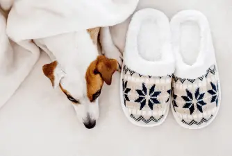 Best Dog Heating Pads in 2022