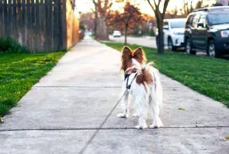 Ways to Check if It’s Too Hot to Walk Your Dog