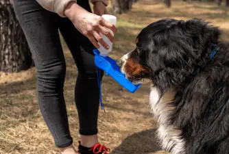 Kako odabrati najbolju bocu vode za psa?