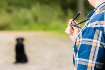 What is the Best Dog Whistle? Here Are a Few Recommendations