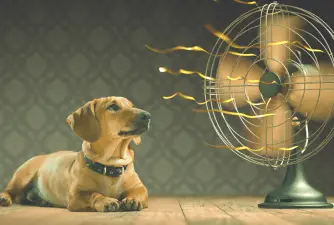 Toplinski udar kod pasa - znakovi, liječenje i prevencija