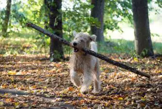 Should You Allow Your Dog To Play & Chew on Sticks?