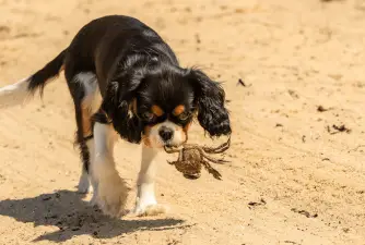 Can Dogs Eat Crab? What Would Your Vet Advise You?