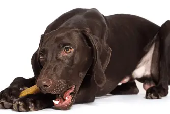 Best Dog Dental Chews [2022 review]