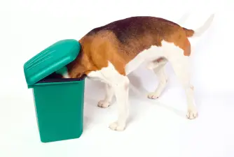 Pica in Dogs - Why Does my Dog Eat Everything They See?