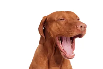 Loš zadah kod pasa - evo što učiniti