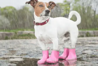 Best Dog Boots in 2021