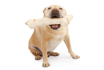 Rawhide for Dogs - Is It a Good Idea