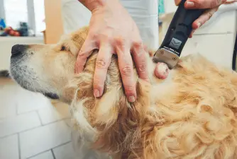 Dog Skin Cancer - Treatment & Prevention