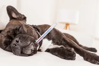 Best Thermometers for Your Dog