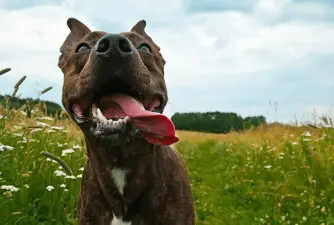 5 glavnih razloga zašto psi plaze jezik