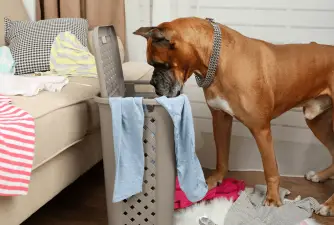 Why Does My Dog Eat My Underwear? Here's How To Stop It