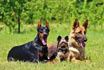 6 Benefits of Joining a Dog Club