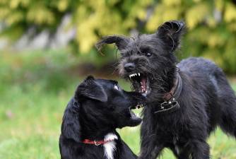 Što je agresija zbog straha kod pasa i kako je riješiti?