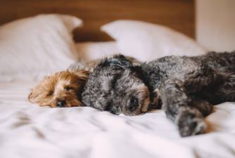 The 7 Dangers of Letting Your Dog Sleep in Your Bed