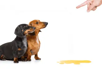 5 Reasons Why Do Dogs Pee on Other Dogs
