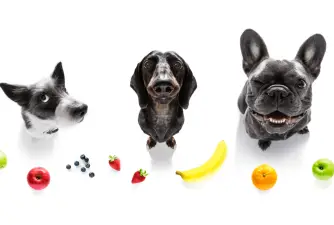Des fruits sains et sans danger pour les chiens