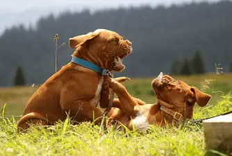Littermate Syndrome in Dogs - Myth or Truth?