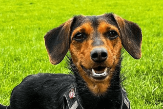 Dorkie Dog - Small & Loveable Companion