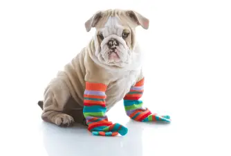 Best Dog Socks [2023 Review]