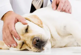 Foliculitis en perros: tratamiento y causas