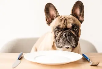 Debunking The 7 Biggest Dog Food Myths. How Many Have You Heard?