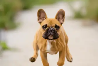 French Bulldog From A Different Perspective