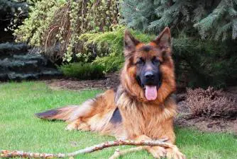 How to Pick the Best Brush for German Shepherds?