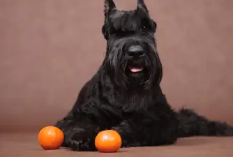 Are Oranges Good For Dogs?