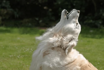 How to Teach a Dog to Speak - A 3-Step Guide