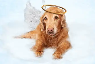 Do Dogs go to Heaven?