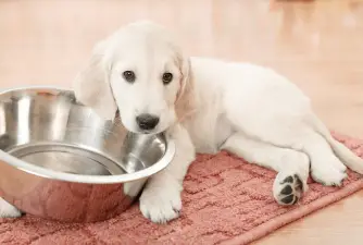 Top 3 Best Vet-Recommended Puppy Food