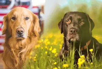 Golden Retriever vs. Labrador - What Breed Is Better?