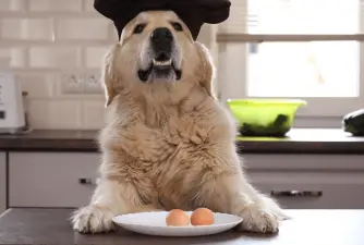 Mogu li psi jesti jaja?
