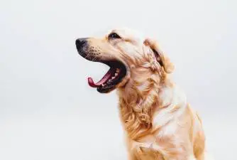 Dog Yawning - What Does it Mean