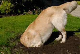 6 consejos para evitar que tu perro cava tu jardín