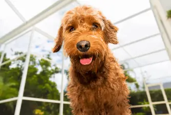 Goldendoodle: Facts And Temperament