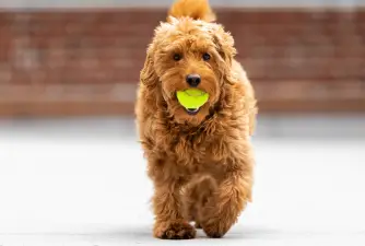 Types of Goldendoodles - Owners Guide