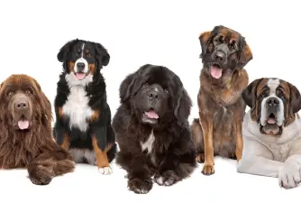 7 Awesome Big Dog Companions