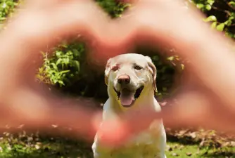 7 Reasons Why Are Dogs So Loyal [2022 Research]